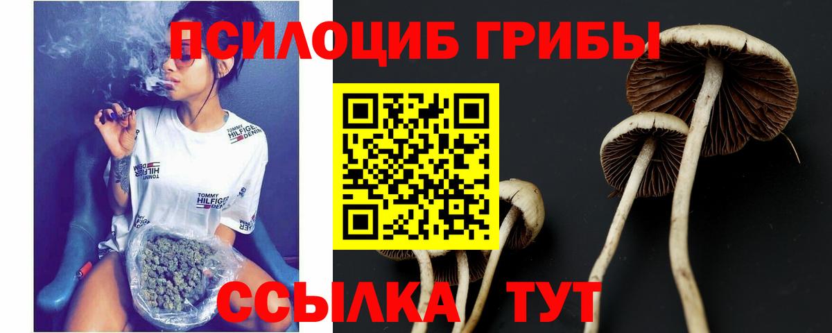 Галлюциногенные грибы Cubensis Сосновый Бор